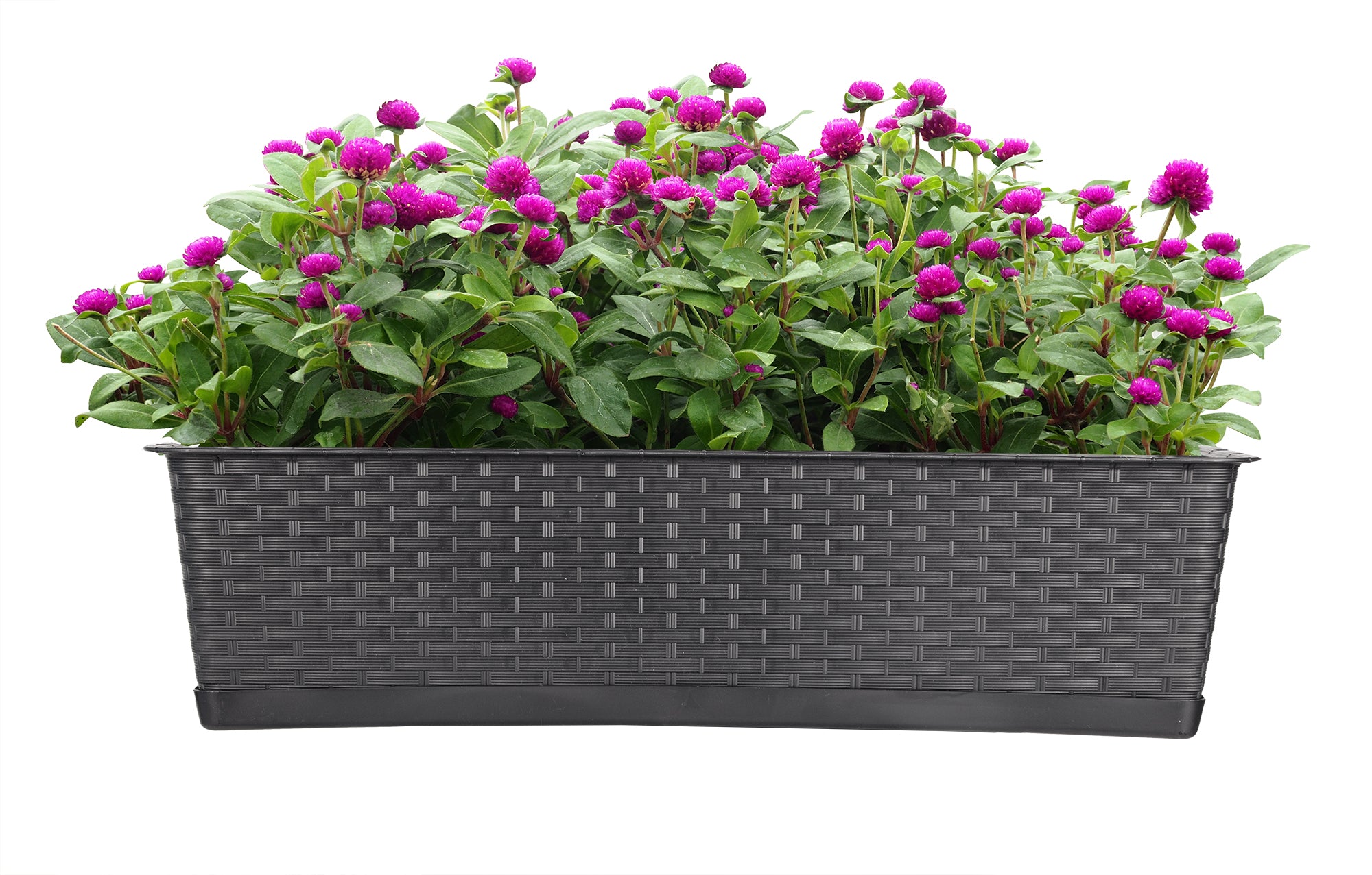 BigDean Garten Blumenkasten 60 cm Rattan 2er Anthrazit