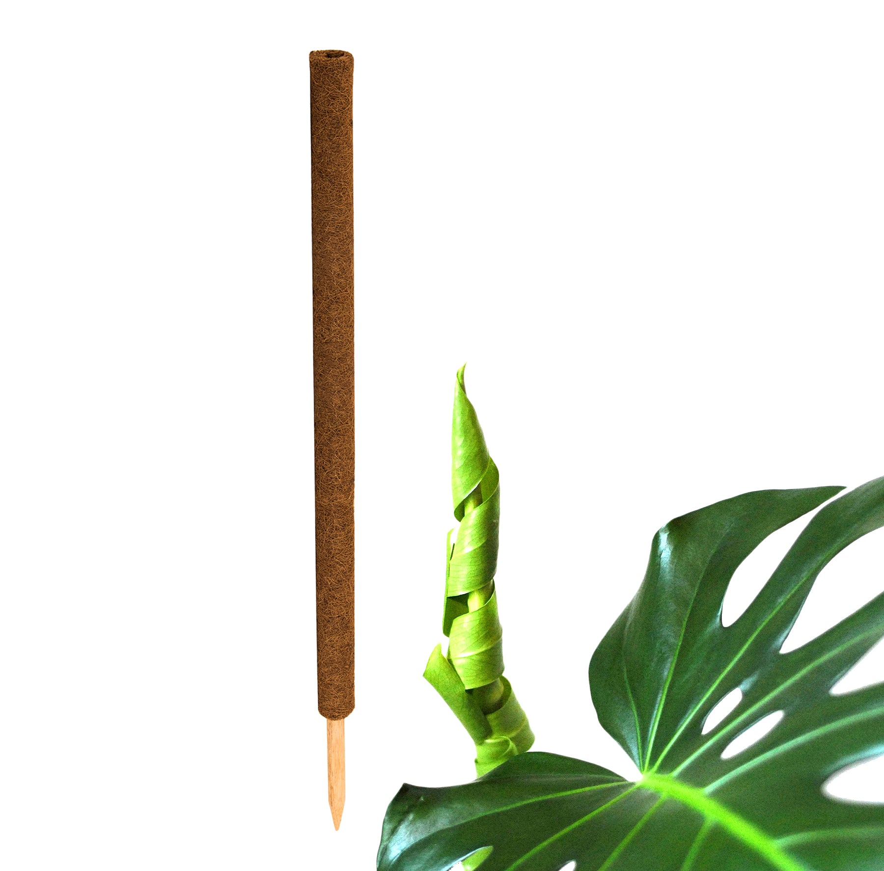 BigDean Garten Pflanzstab Kokos 110 cm Rankhilfe Monstera