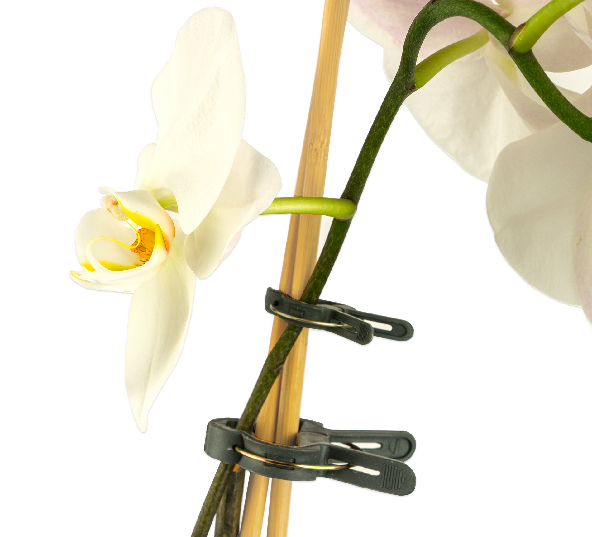 BigDean Pflanzstäbe Bambus 90cm Rankhilfe 100er natur