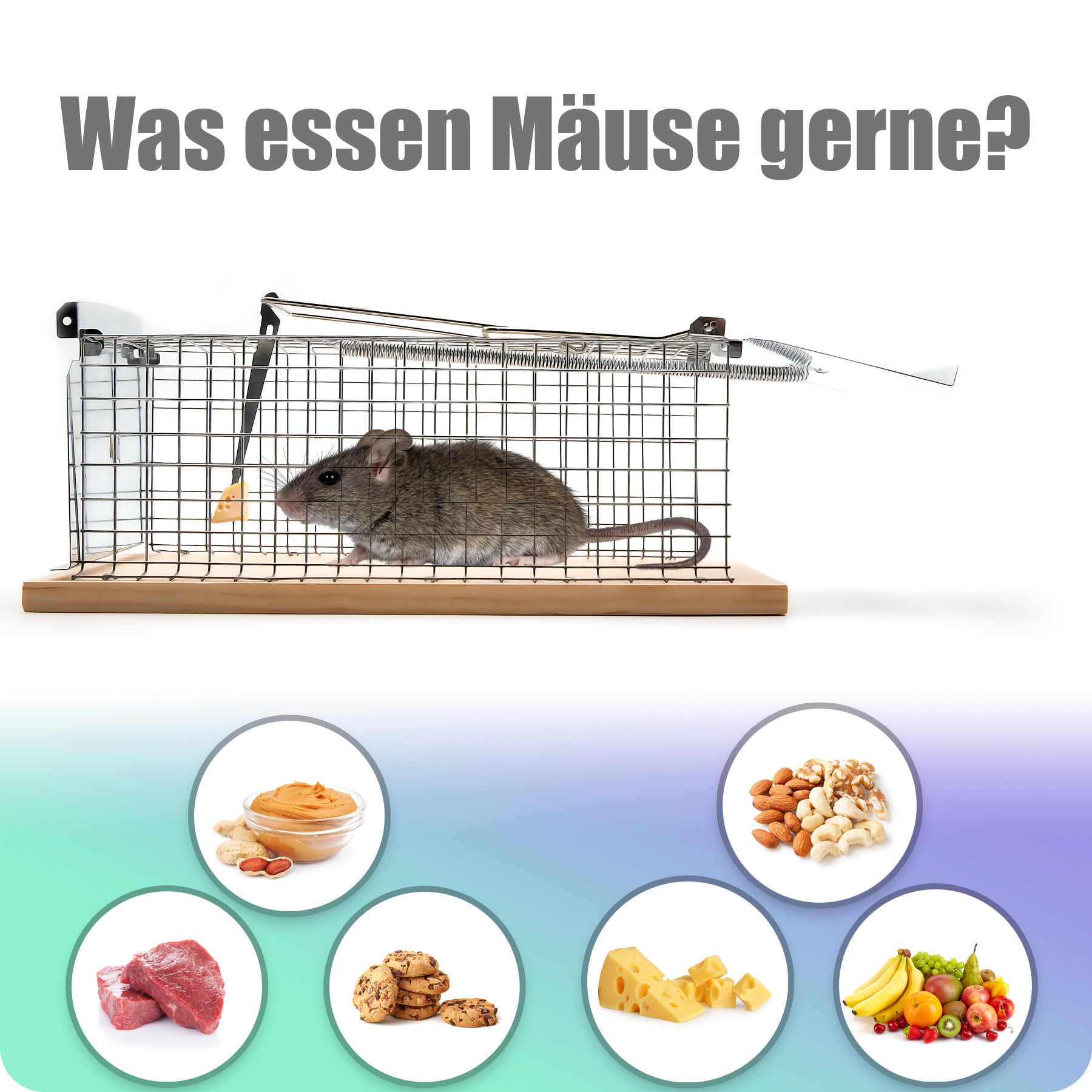 BigDean Lebendfalle Maus Ratte tierfreundlich wiederverwendbar